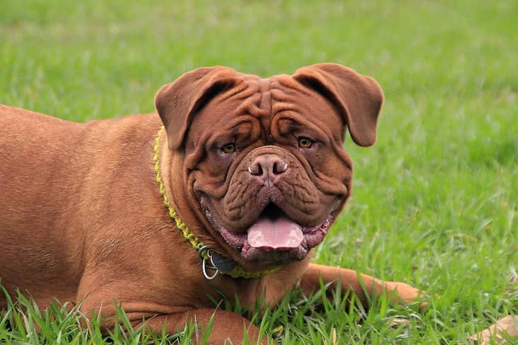 #30. Mastiffs