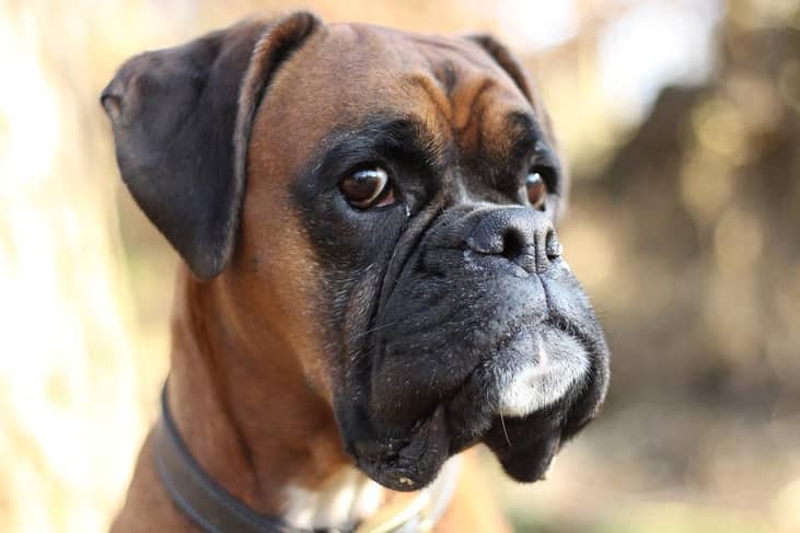 #6. Boxer