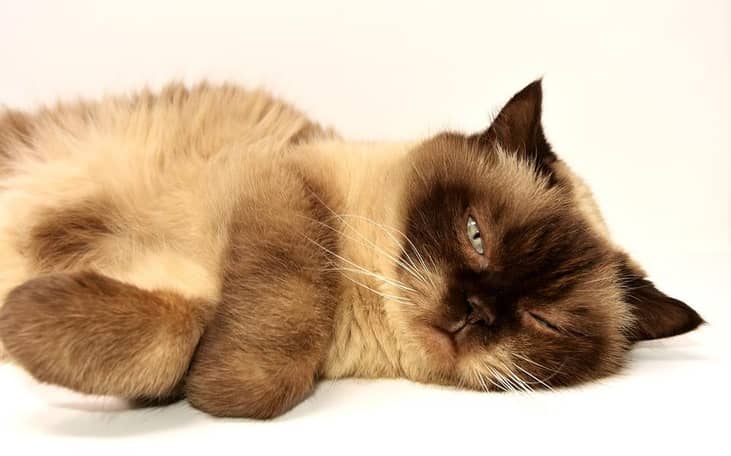 #14. British shorthairs (tie)