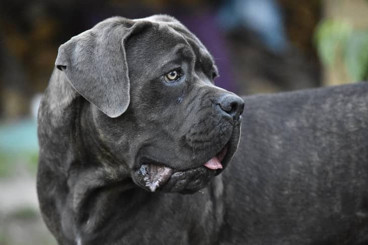 #12. Mastiff
