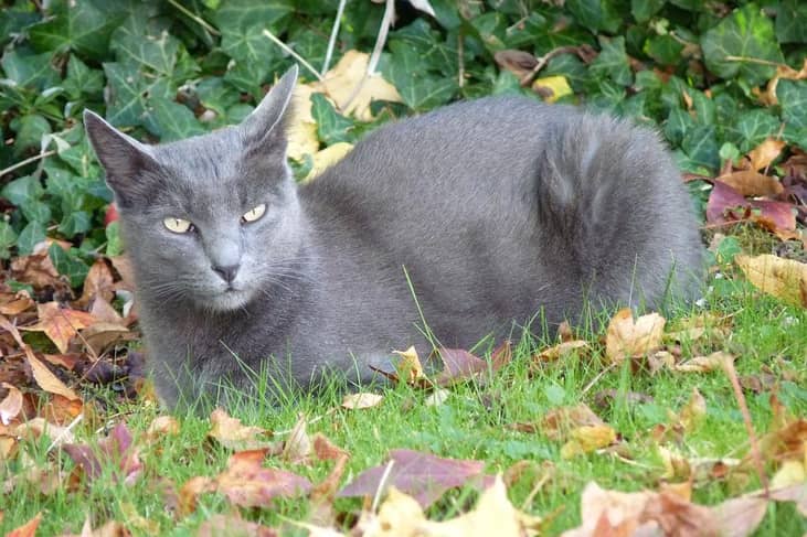 #10. Korat (tie)