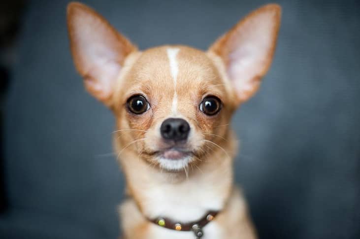 #15. Chihuahuas