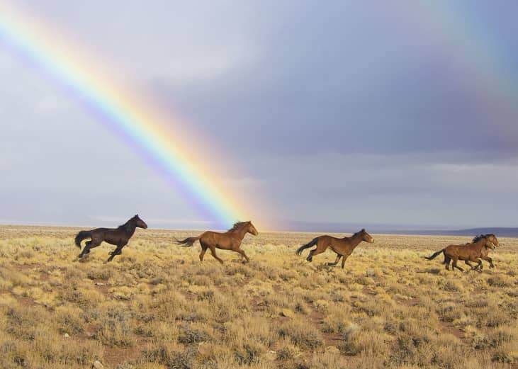 Nevada: Nye County
