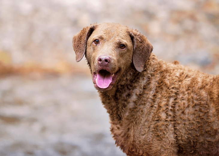 #44. Retrievers (Chesapeake Bay)