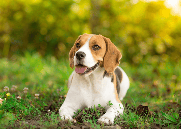 #4. Beagles
