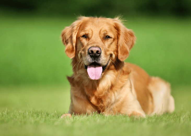 #3. Retrievers (Golden)