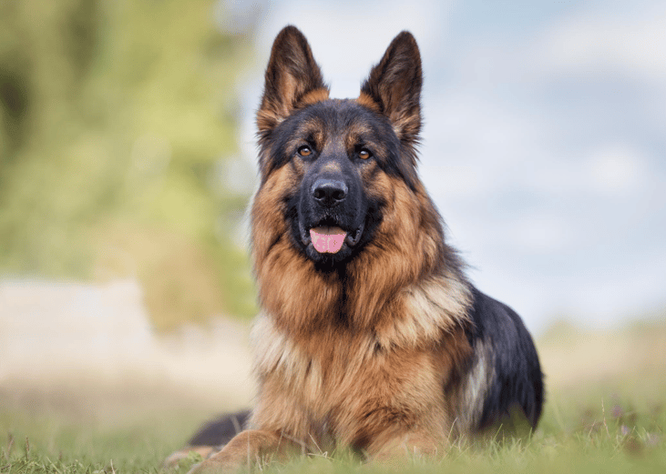 #2. German Shepherd Dogs