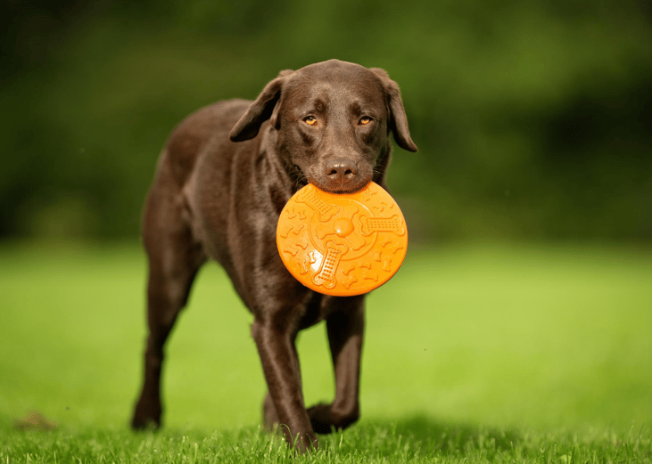 #1. Retrievers (Labrador)