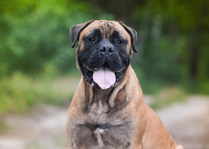 #45. Bullmastiffs