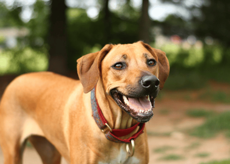#48. Rhodesian Ridgebacks