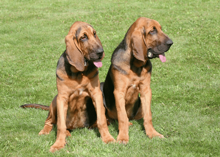 #49. Bloodhounds