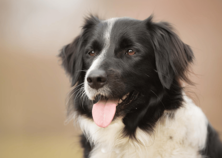 #50. Border Collies