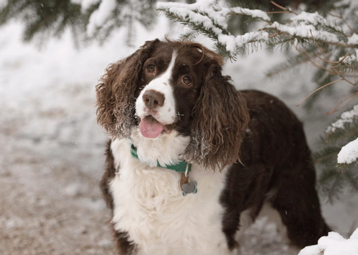 #27. Spaniels (English Springer)