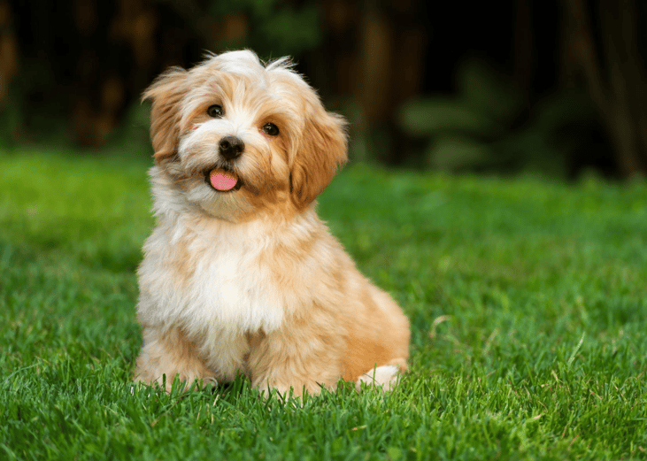 #38. Havanese