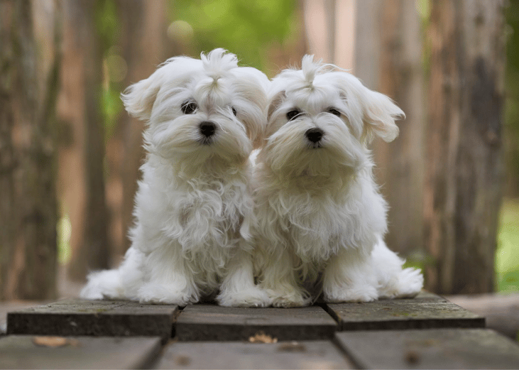 #24. Maltese