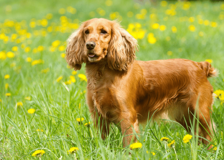 #23. Spaniels (Cocker)