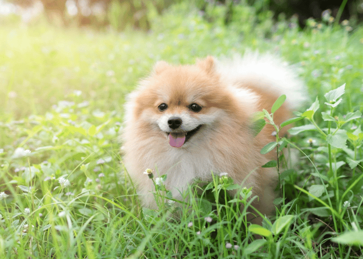 #14. Pomeranians