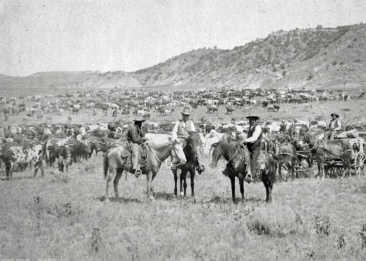 Mid-1800s: Cattle becomes king