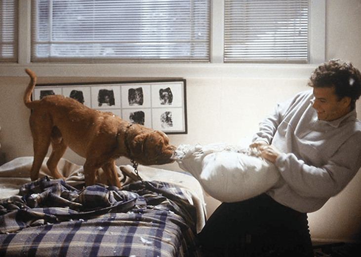 Turner & Hooch (1989)
