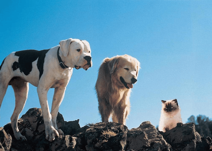 Homeward Bound: The Incredible Journey (1993)