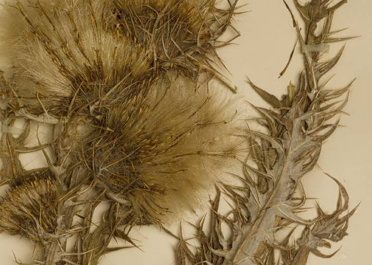 Palo Alto thistle