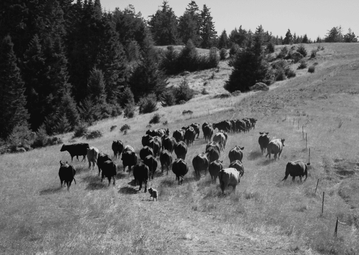 1779: First cattle drive