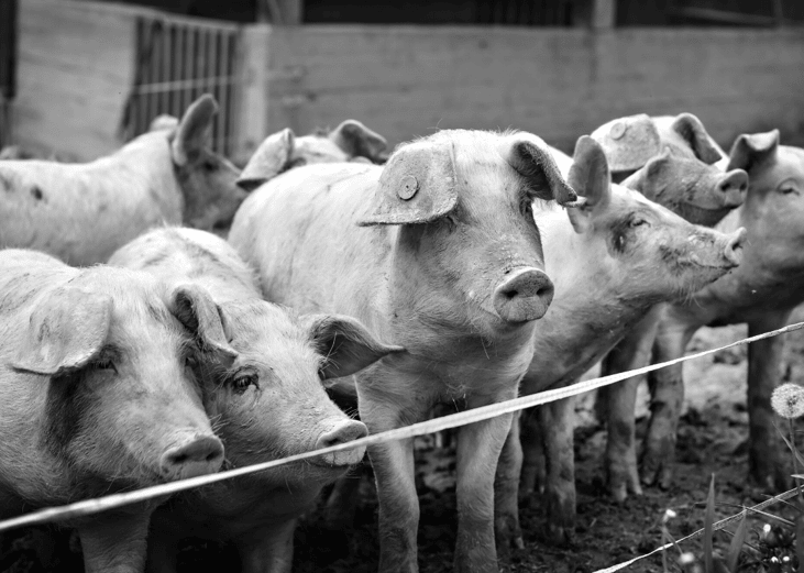 1818: The rise of 'Porkopolis'