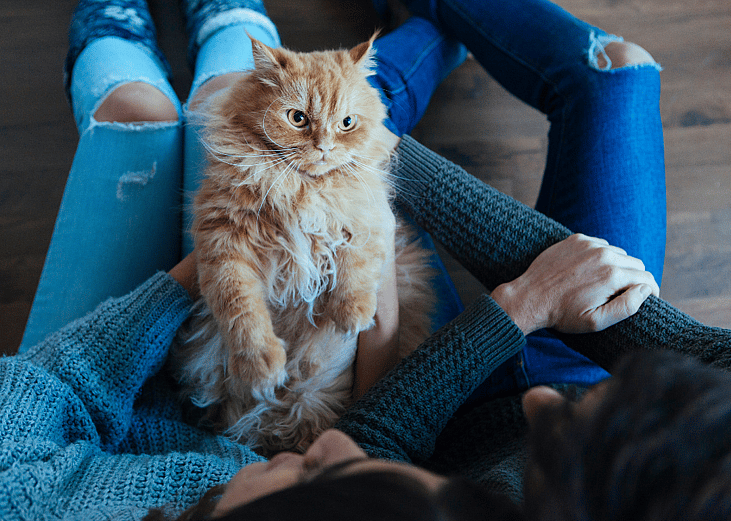 Cats available for adoption in Parkersburg