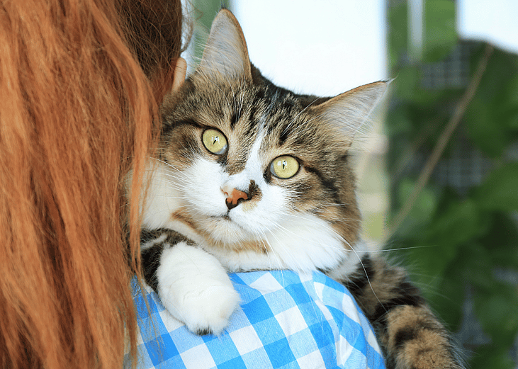 Cats available for adoption in Beckley