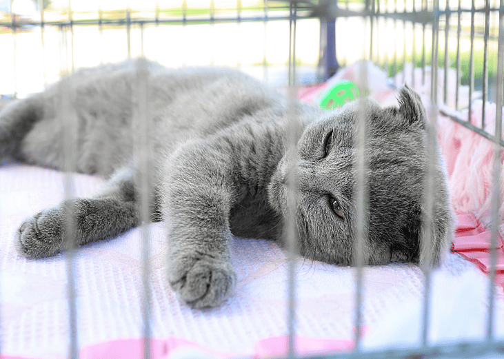 Cats available for adoption in Kankakee