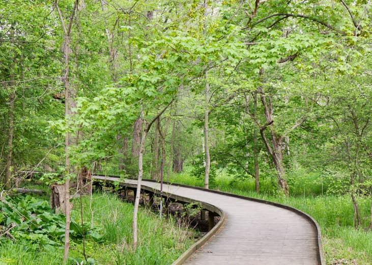 Winding wooden path in park.