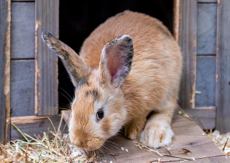 Small furry pets available for adoption in Ocala