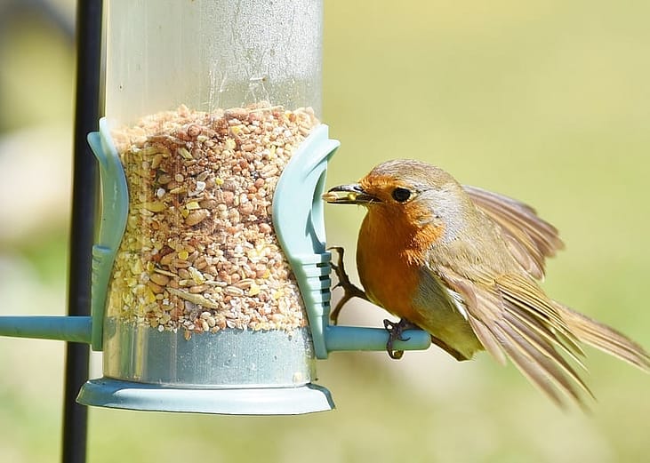 Most commonly seen birds in West Virginia