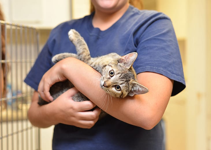 Cats available for adoption in Dalton