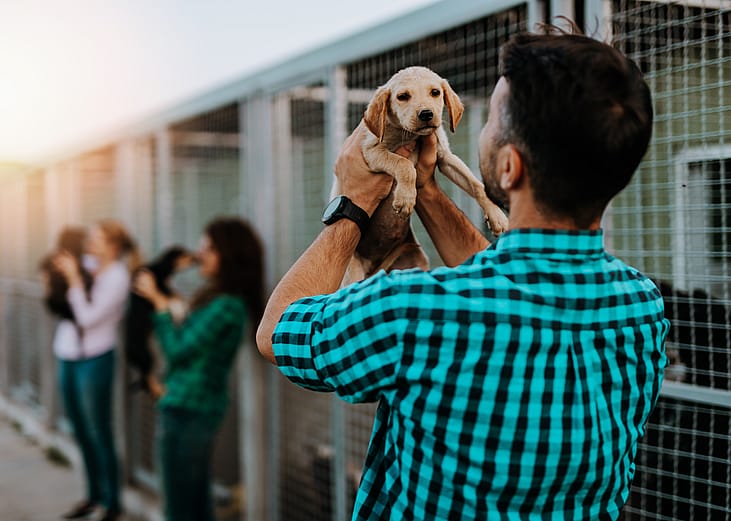 Dogs available for adoption in Savannah