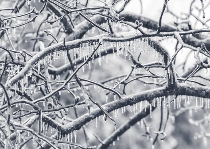 Ice covered tree limbs from an ice storm.