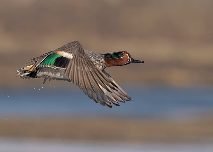 Most commonly hunted migratory birds in Kentucky