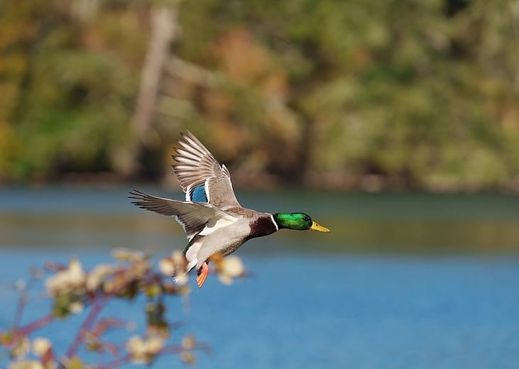 Most commonly hunted migratory birds in West Virginia