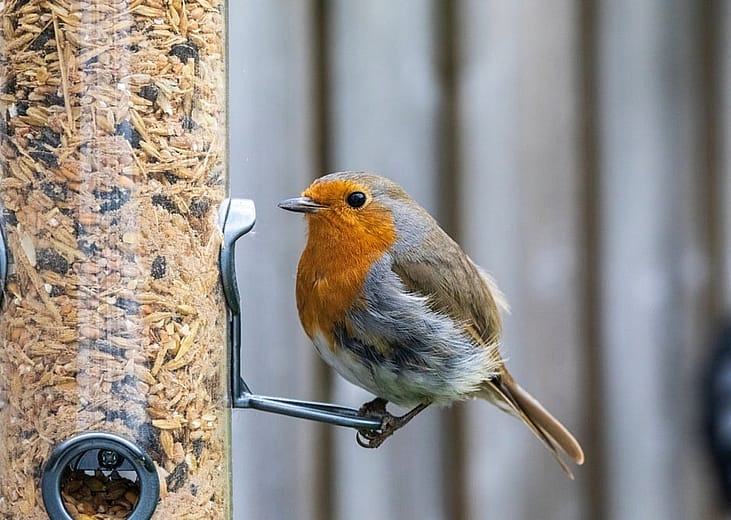 Most commonly seen birds in Georgia