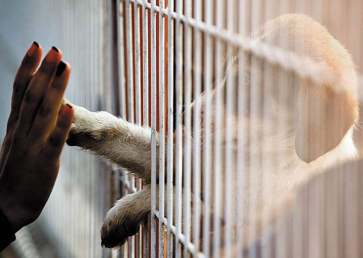 Dogs available for adoption in Denver