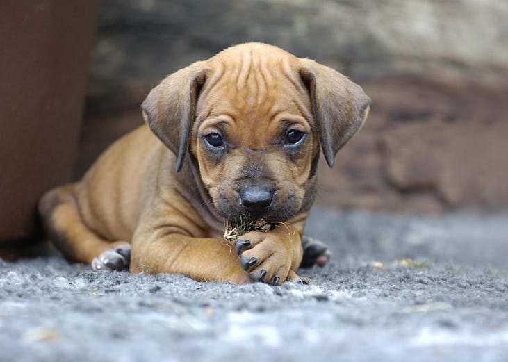 Puppies available for adoption in Panama City