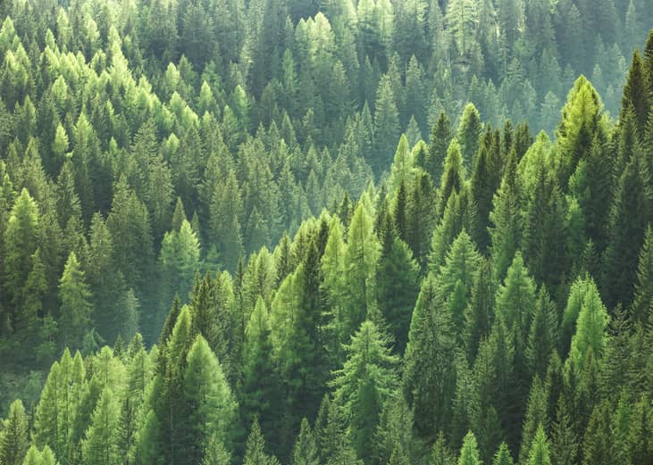 Healthy green trees in a forest of old spruce, fir and pine trees