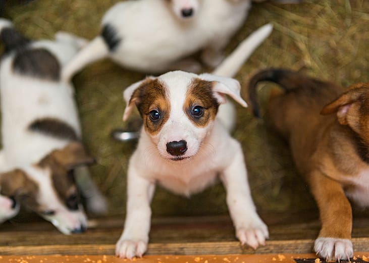 Dogs available for adoption in Rome