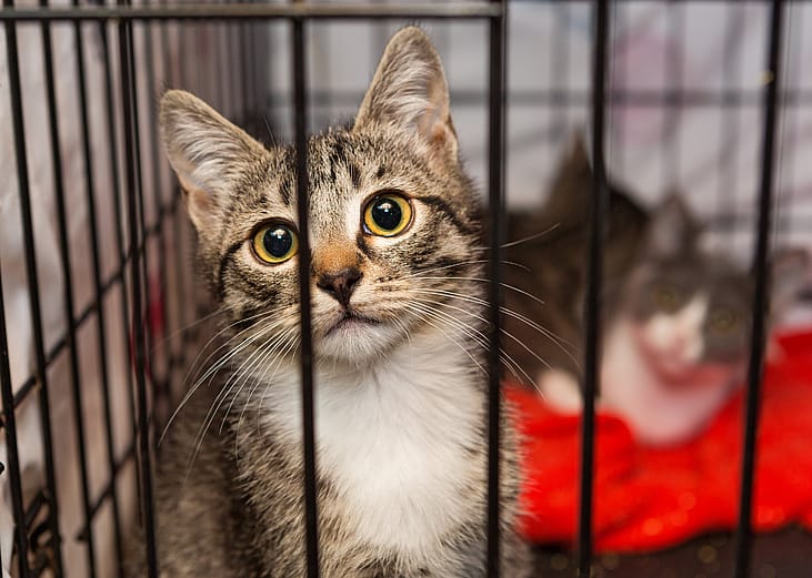 Cats available for adoption in Bowling Green