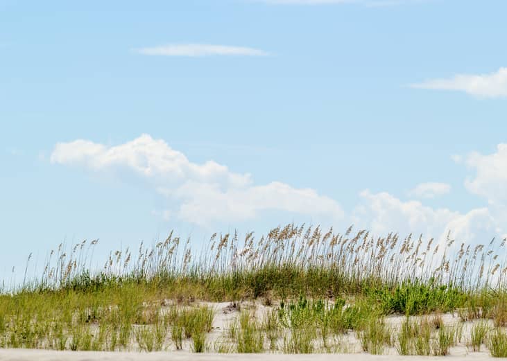 #39. South Carolina