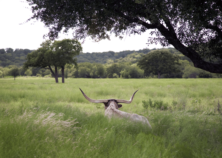 Texas