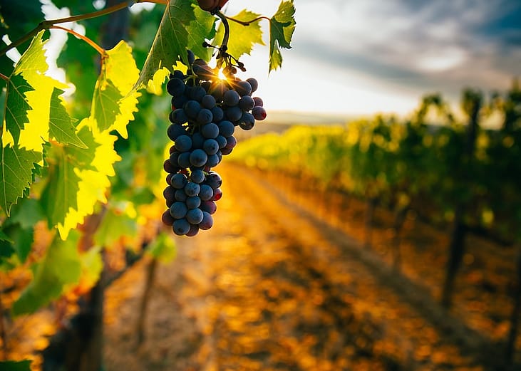 Highest-rated wineries in Kentucky by visitors