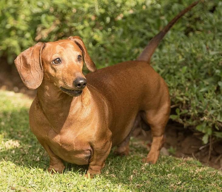 #8. Dachshunds