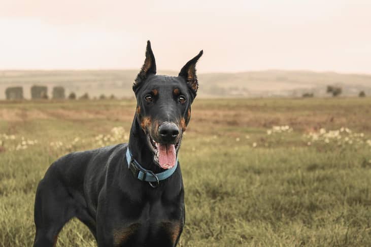 #16. Doberman Pinschers