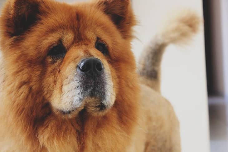 #10. Chow